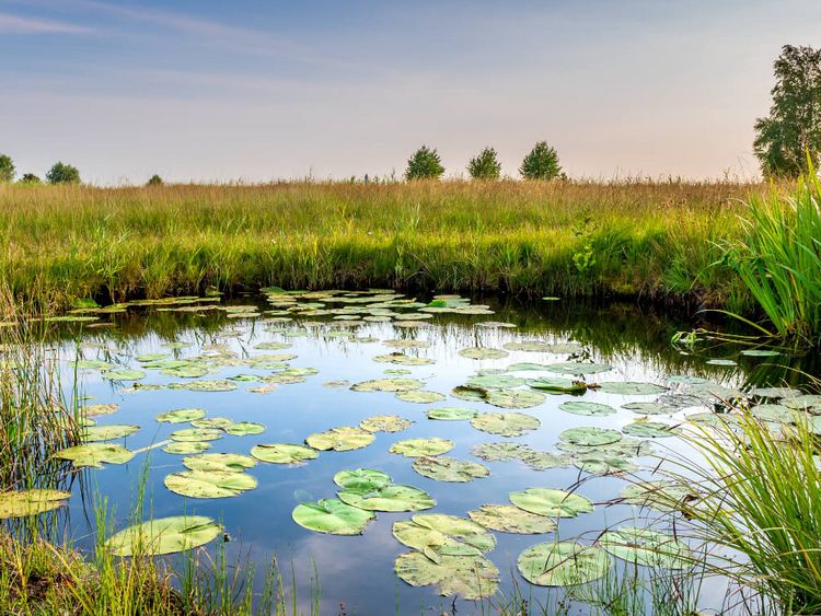 Seerosenblätter schwimmen auf einem sumpfigen Teich