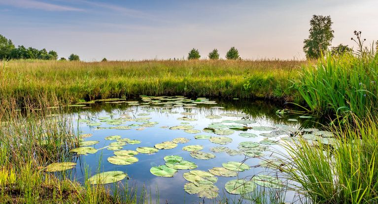 Seerosenblätter schwimmen auf einem sumpfigen Teich