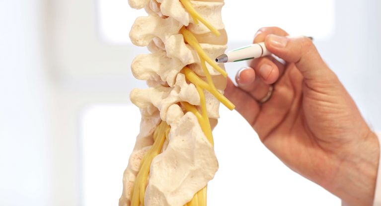 Arzt erklärt Wirbel am Wirbelsäulenmodell