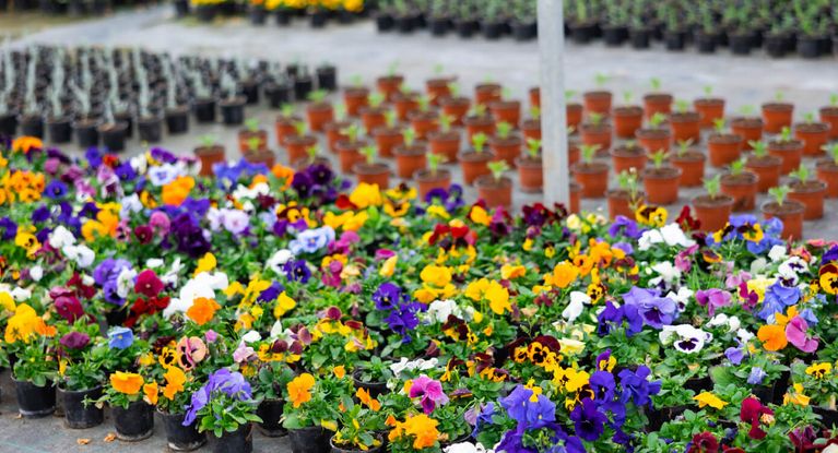 aufgereihte Blumentöpfe mit bunten Blumen