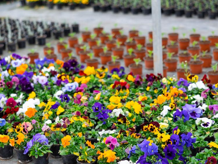 aufgereihte Blumentöpfe mit bunten Blumen